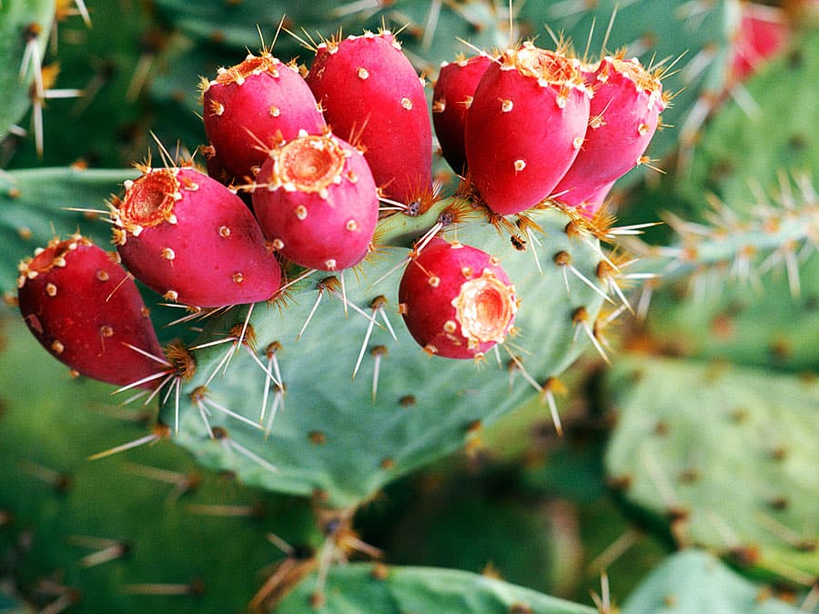 Prickly pear extract 