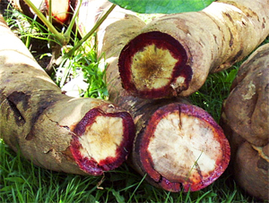 BUTEA SUPERBA EXTRACT ( สารสกัดกวาวเครือแดง )