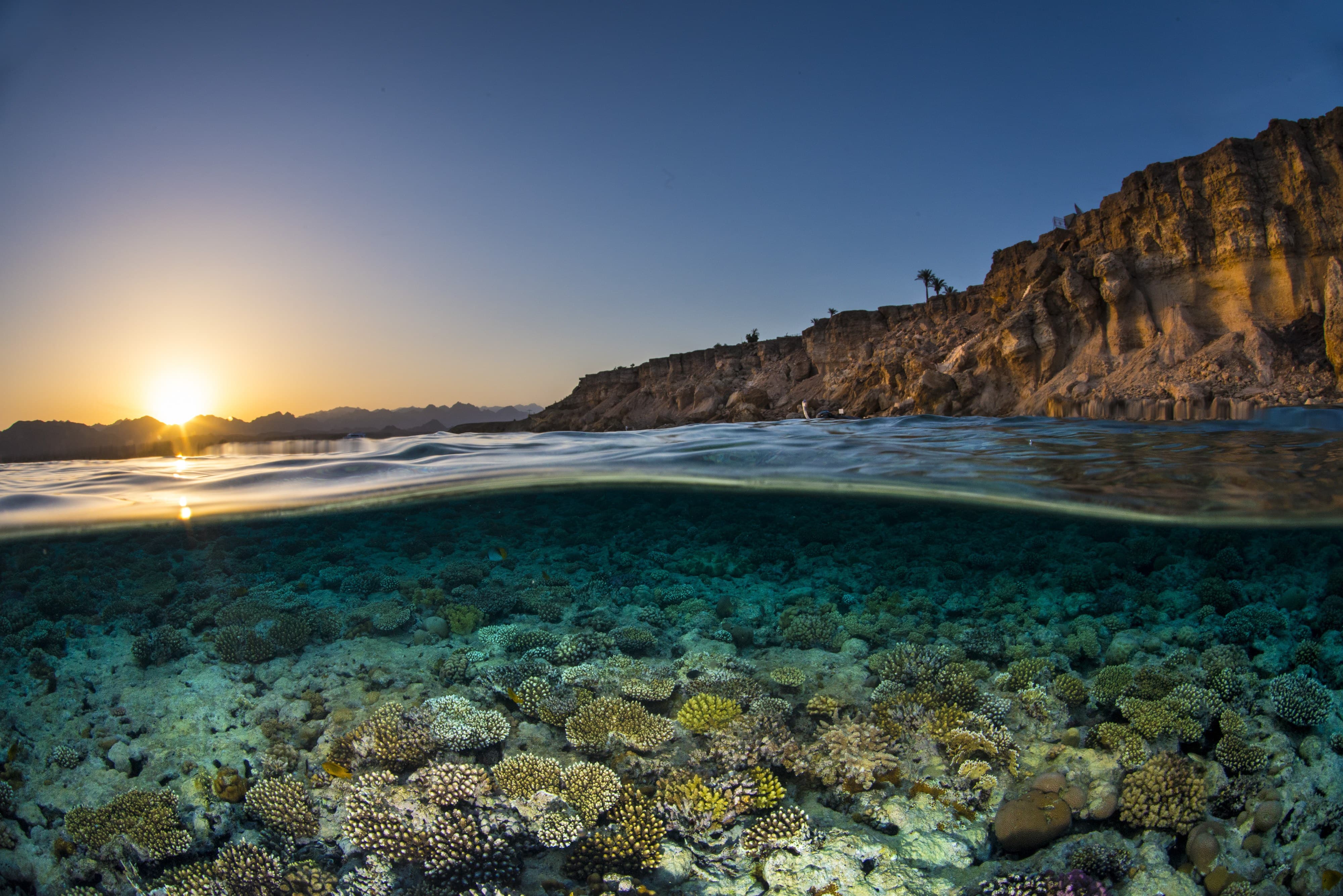 Plankton extract ( สารสกัดแพลงตอนทะเล )
