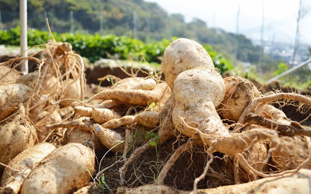 Fuji Banjiro Leaf Extract 