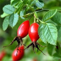 Rose Hip Oil (น้ำมันโรสฮิป)